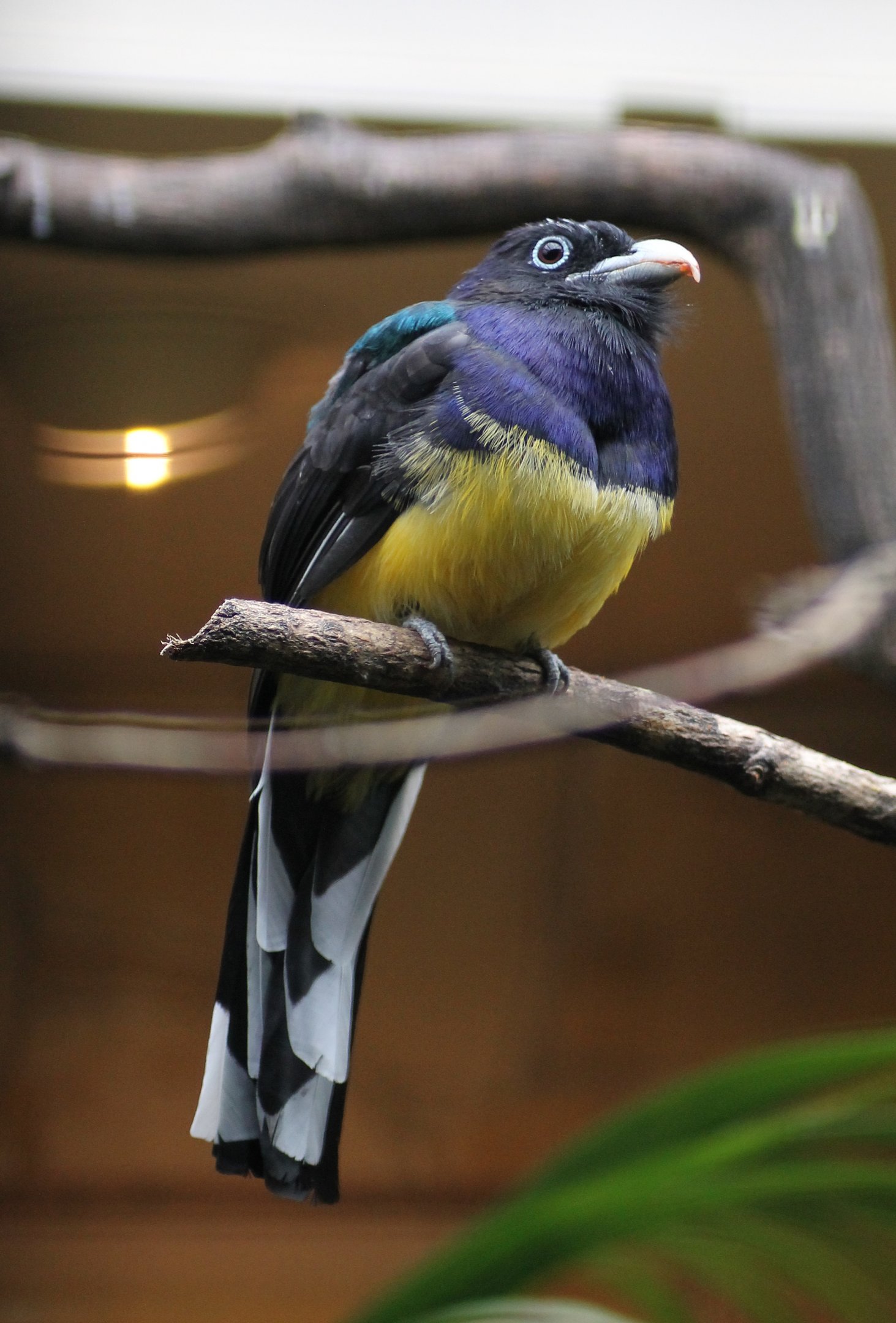 Green-backed trogon (Trogon viridis)