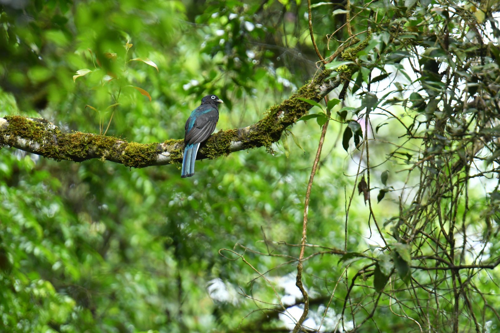 Green-backed Trogon (Trogon viridis)