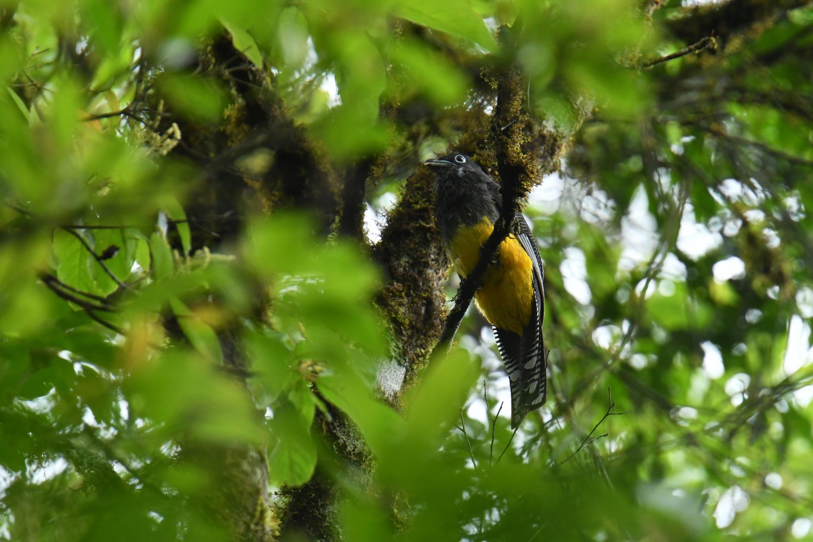 Green-backed Trogon (Trogon viridis)