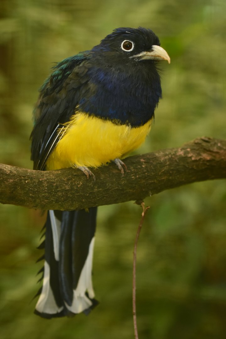 Green-backed Trogon Trogon viridis