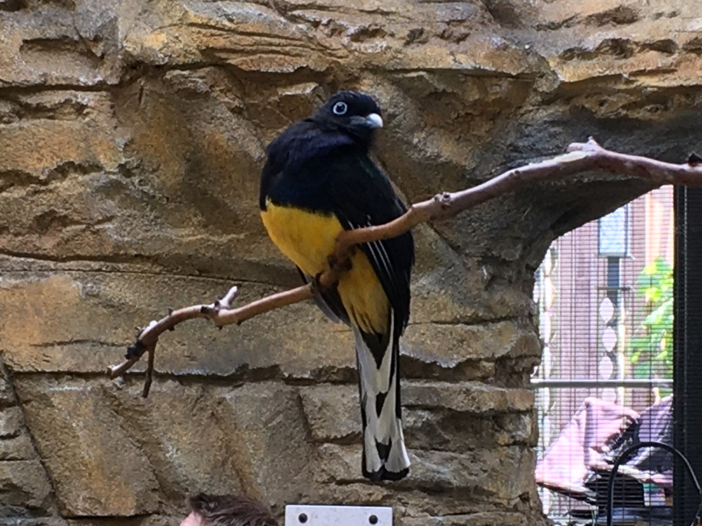 Green-Backed Trogon (Trogon viridis)