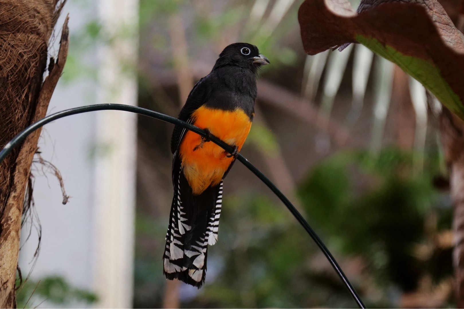 Green-backed Trogon (Trogon viridis)