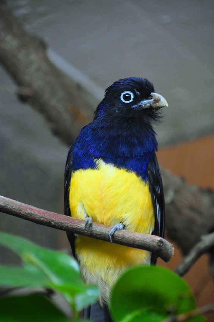 Green backed trogon, Trogon viridis
