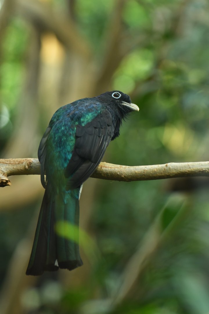 Green-backed Trogon