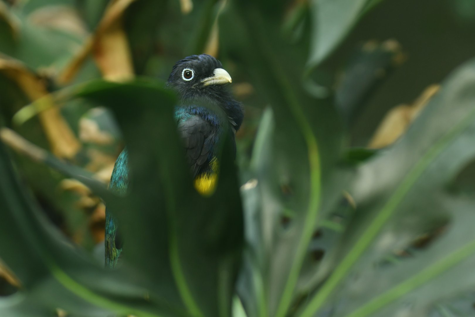 Green-backed Trogon