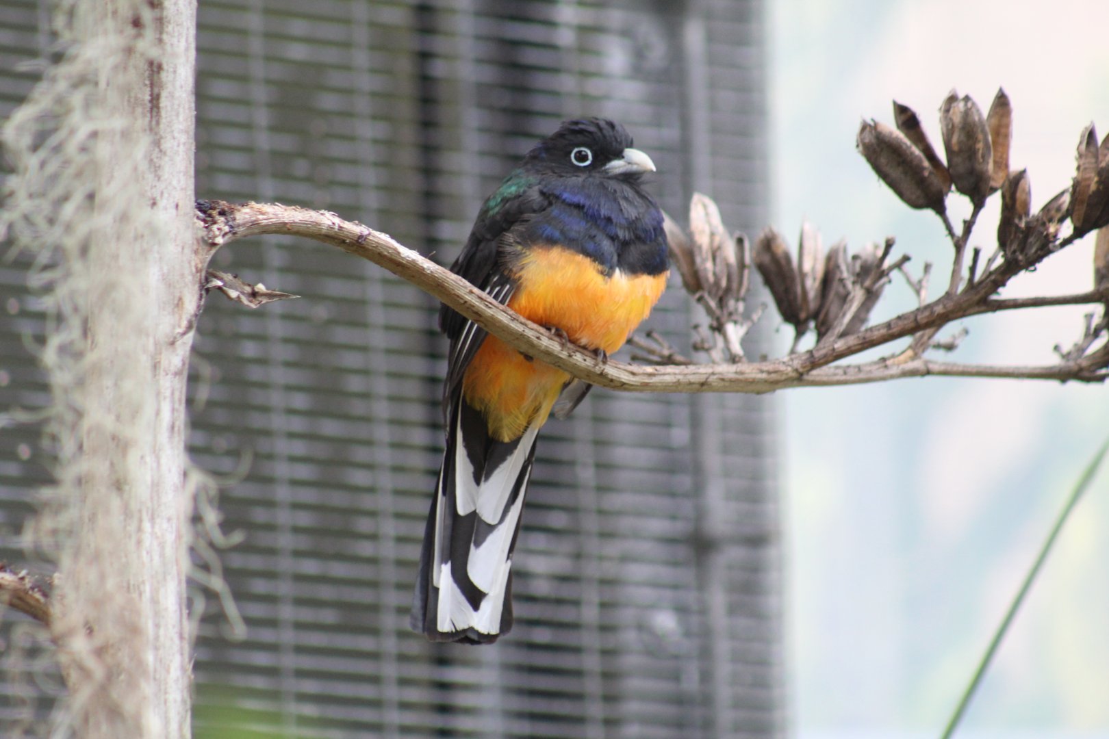 Green-Backed Trogon