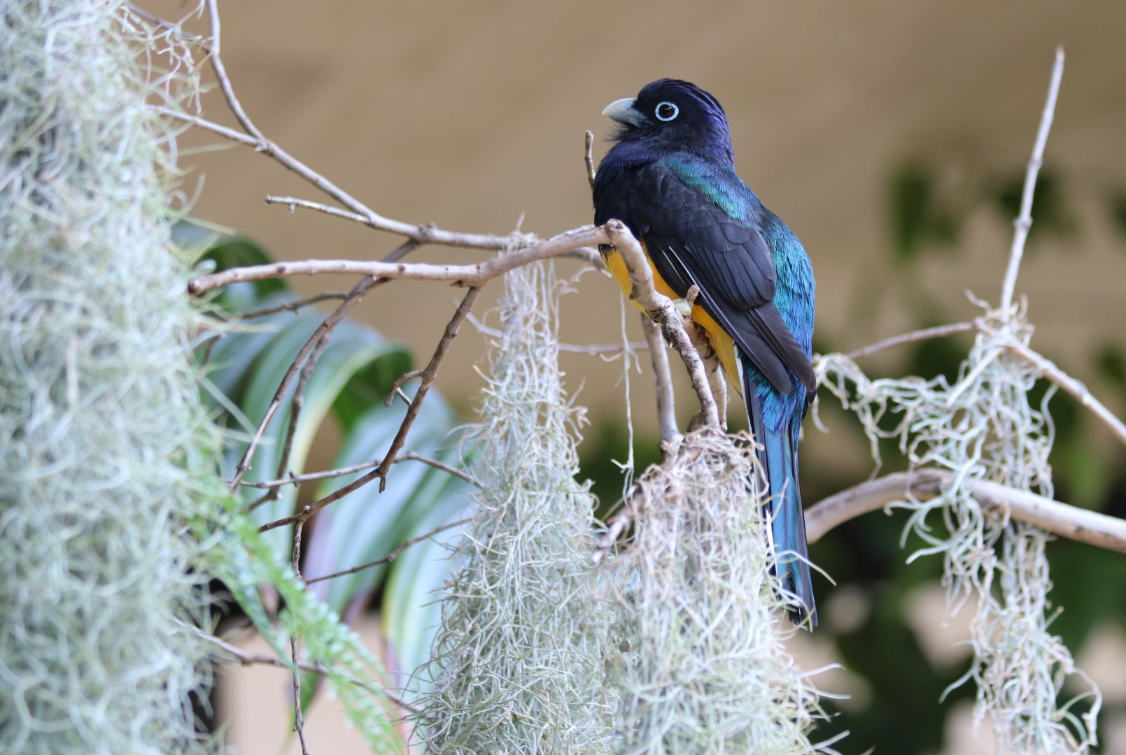 Green-backed Trogon