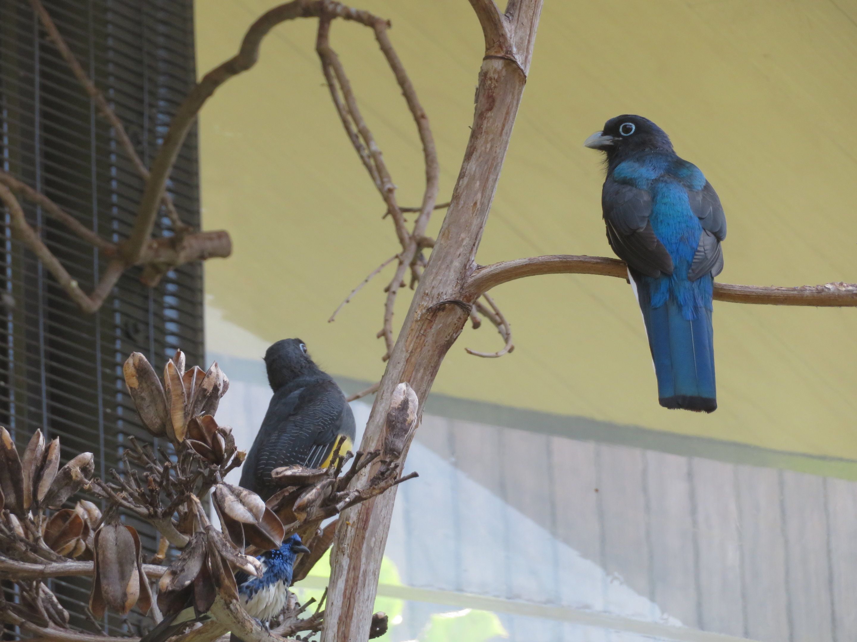 Green-backed Trogons