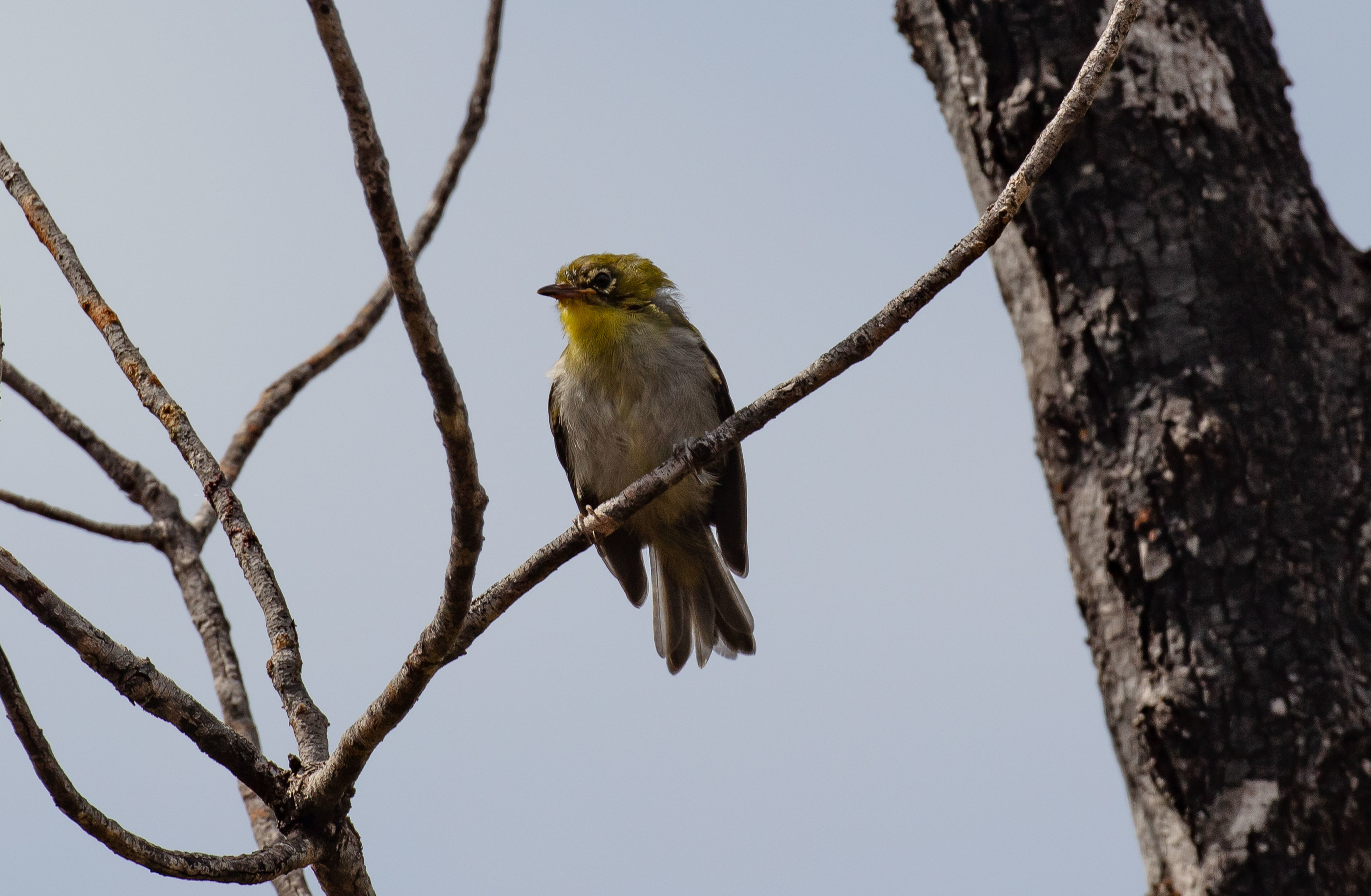 Green-backed White-eye (juvenile)