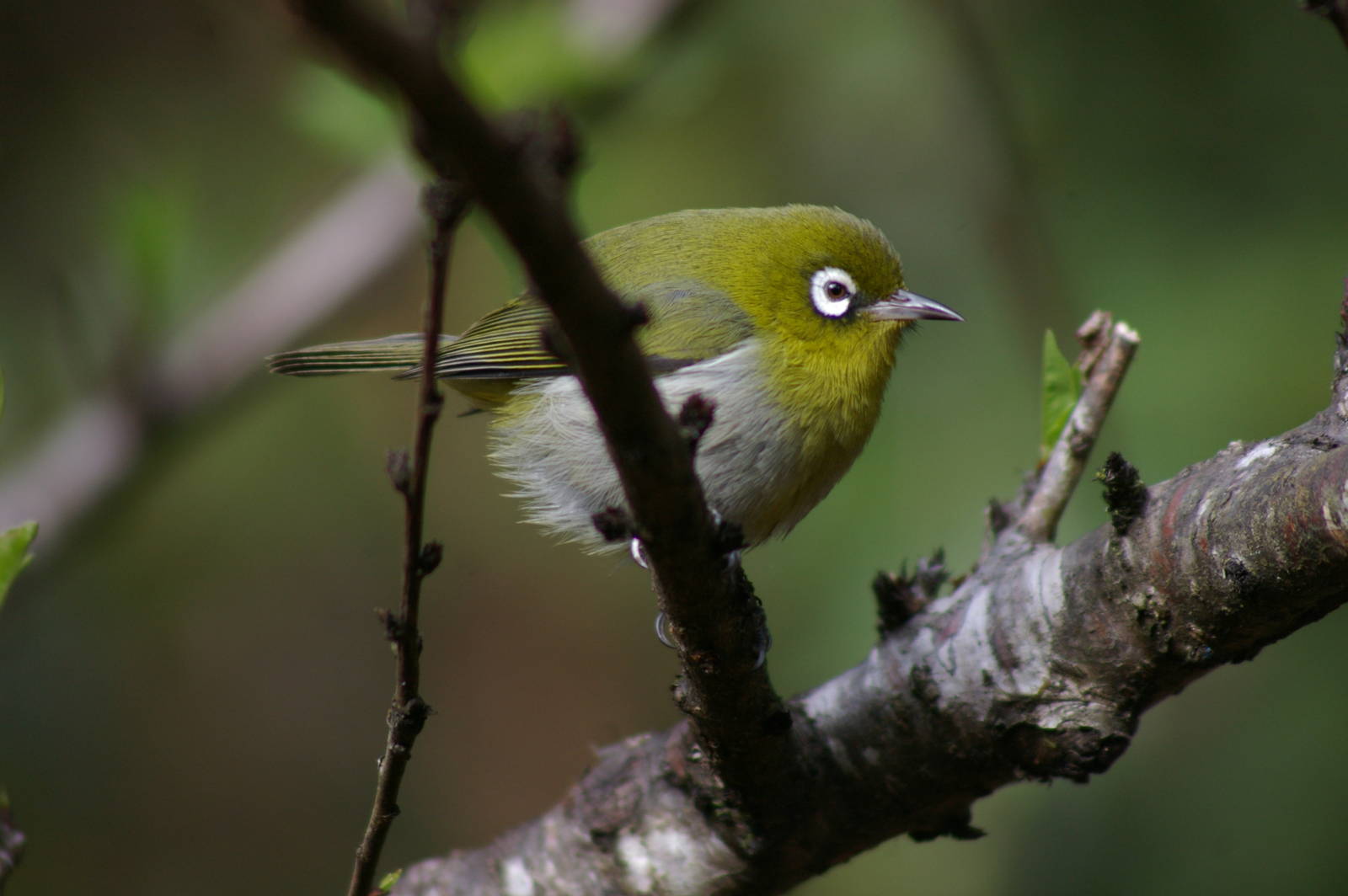 green-backed white-eye (Zosterops xanthochroa)