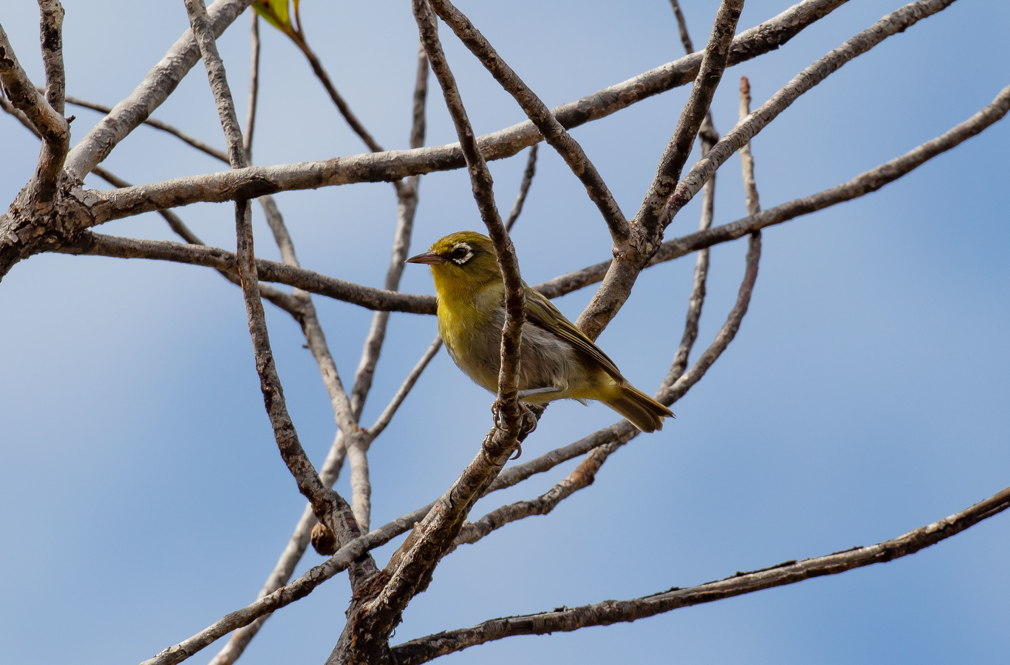 Green-backed White-eye