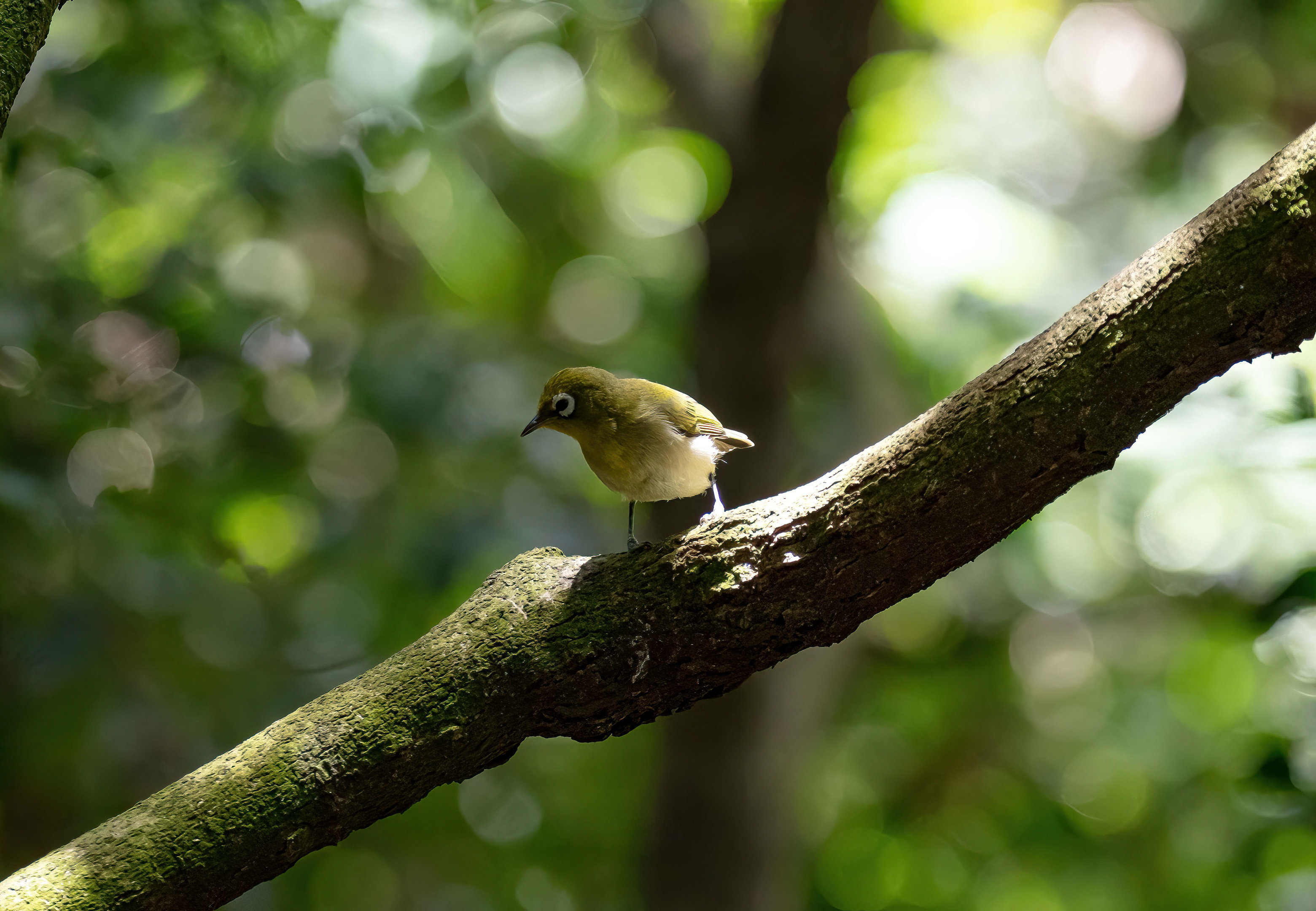 Green-backed White-eye