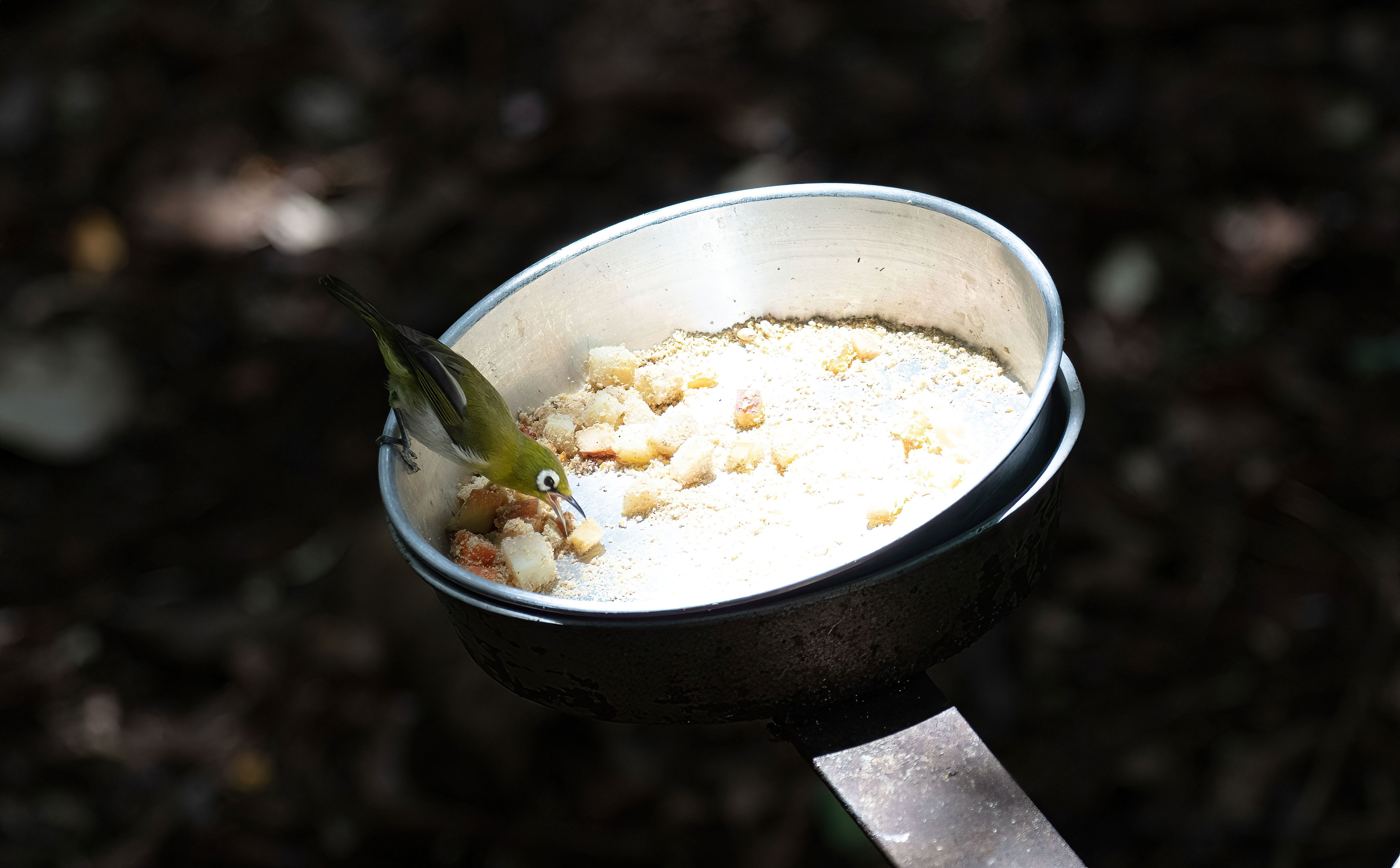 Green-backed White-eye