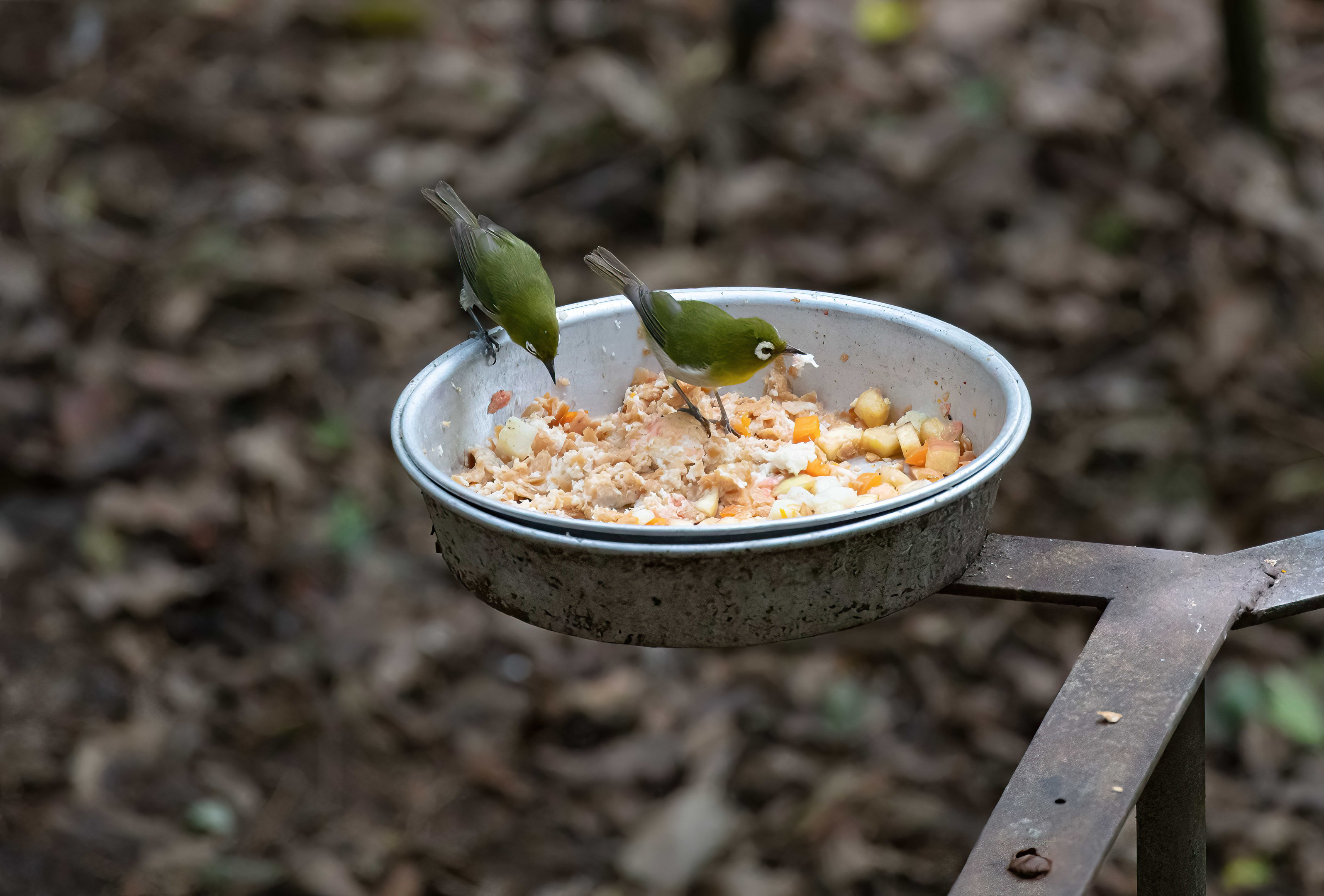 Green-backed White-eyes