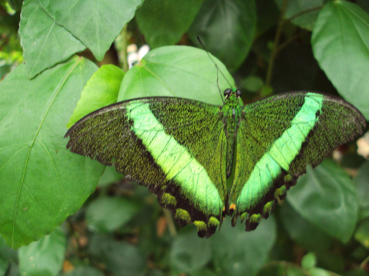 Green Banded Swallowtail (Papilio palinurus) 28/05/2019