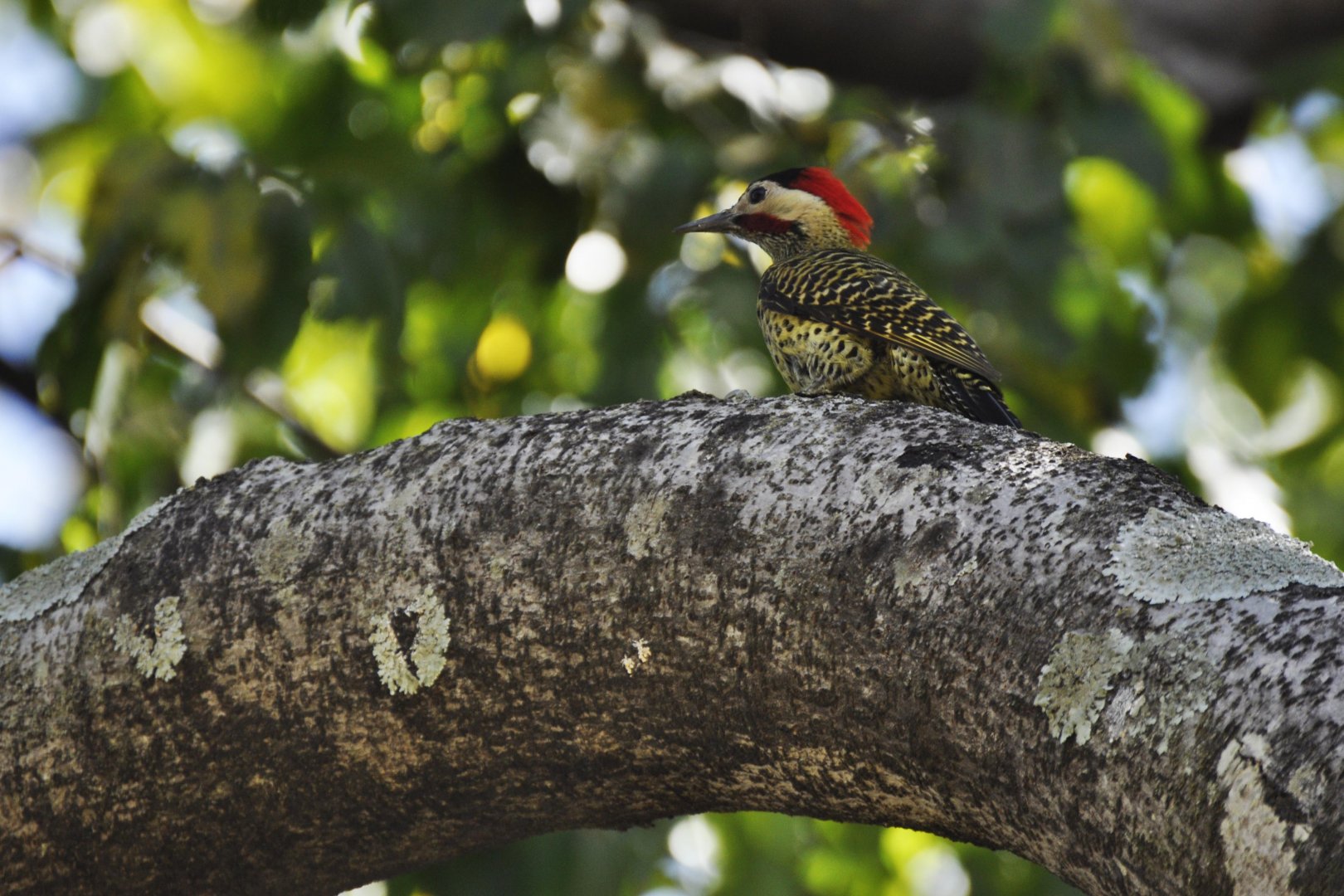 Green-barred Woodpecker (Colaptes melanochloros)