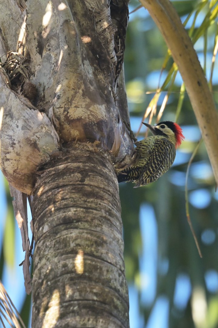 Green-barred Woodpecker Colaptes melanochloros