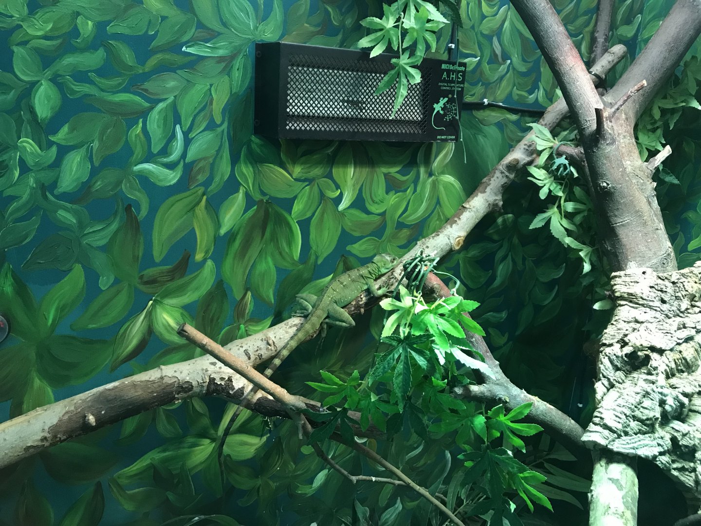 Green basilisk 241118