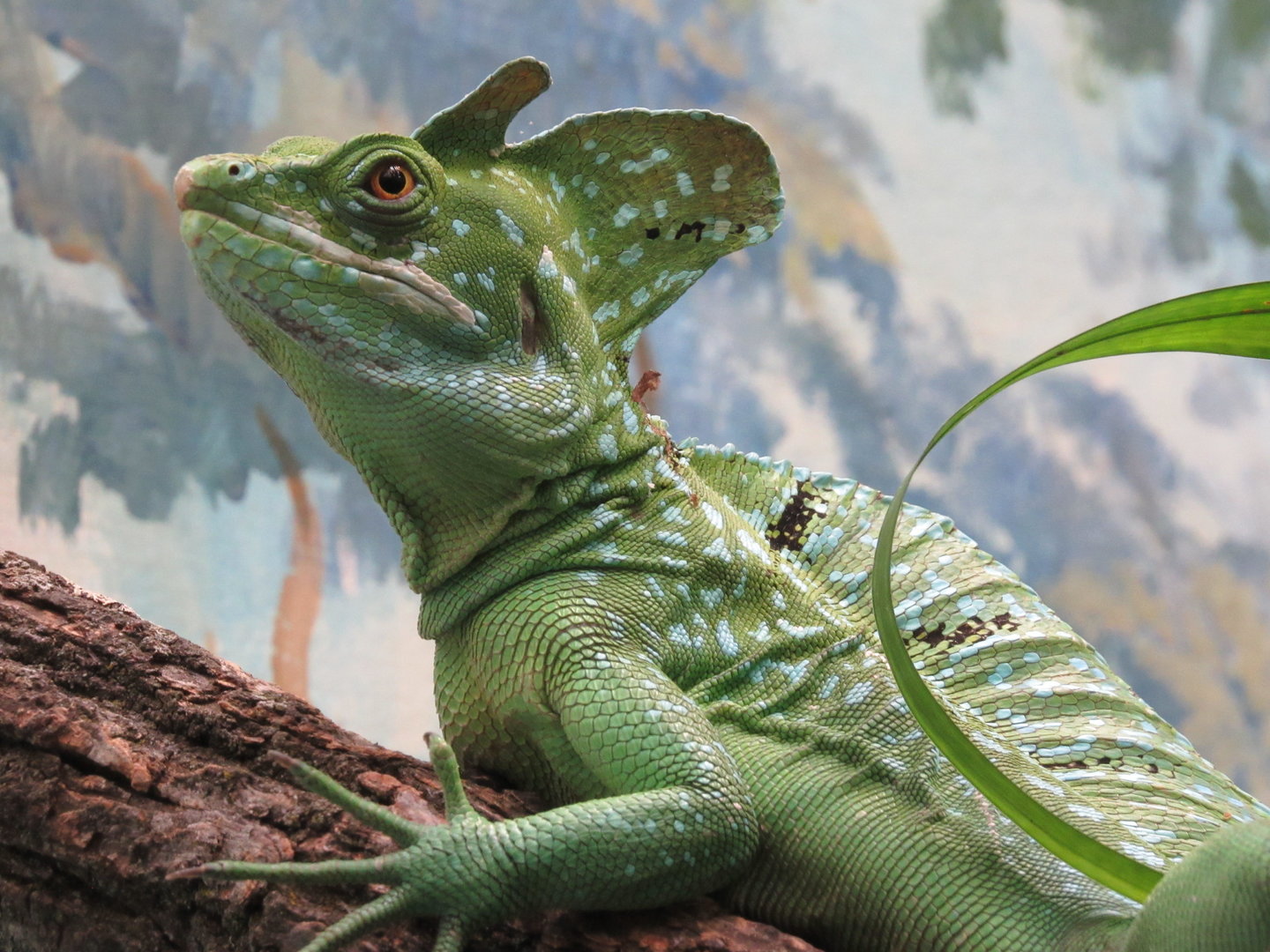 Green Basilisk - 5/9/23