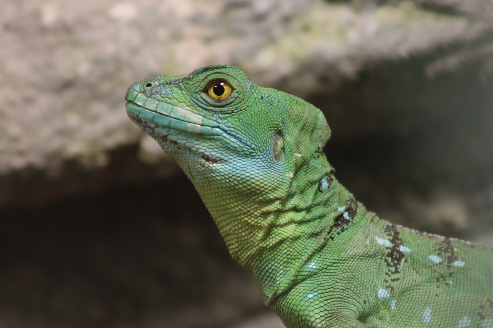 Green Basilisk - 7 July 2024