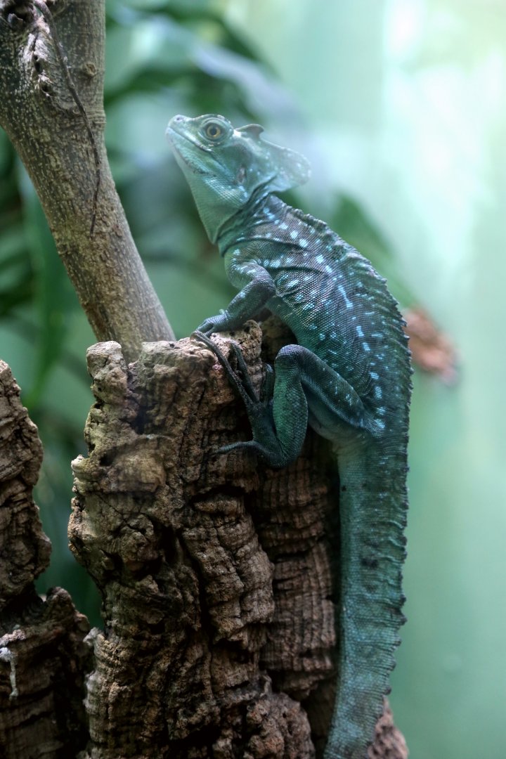 Green Basilisk, April 2017