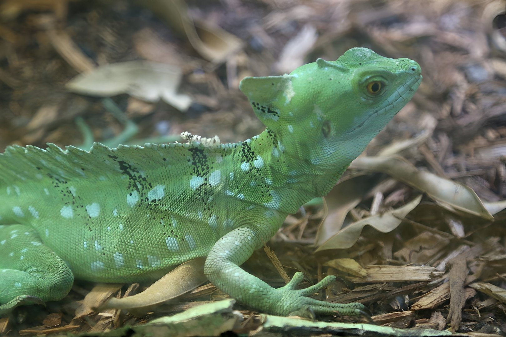 Green Basilisk, April 2018