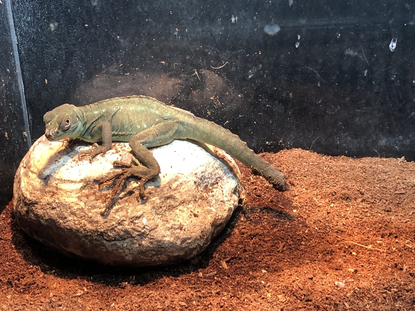 Green (?) Basilisk at Aqua Vega