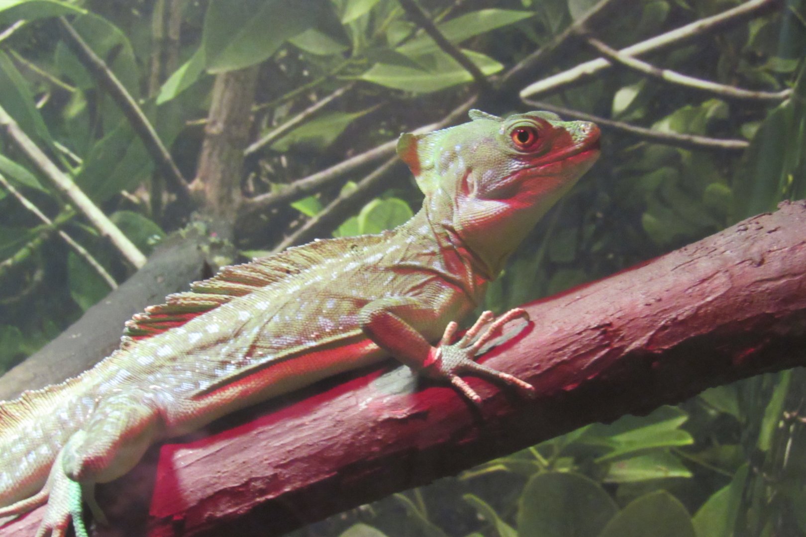 green basilisk at Survival of the Slowest