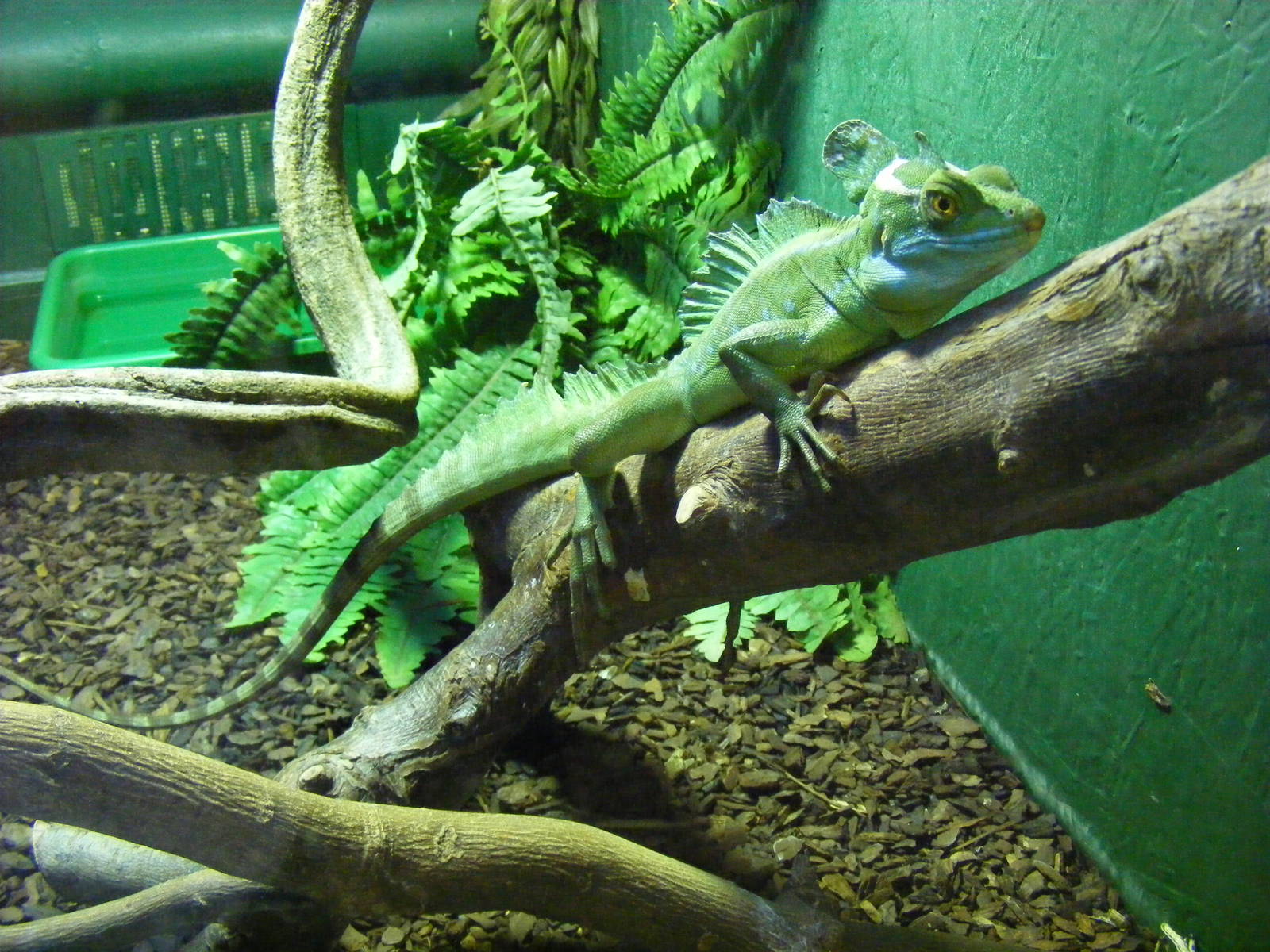 Green basilisk at Tropical Wings, 13 September 2011