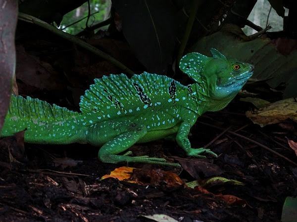Green basilisk (Basiliscus plumifrons) (07/22)