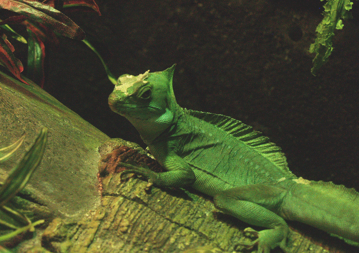 Green basilisk (Basiliscus plumifrons), 2009-04-14