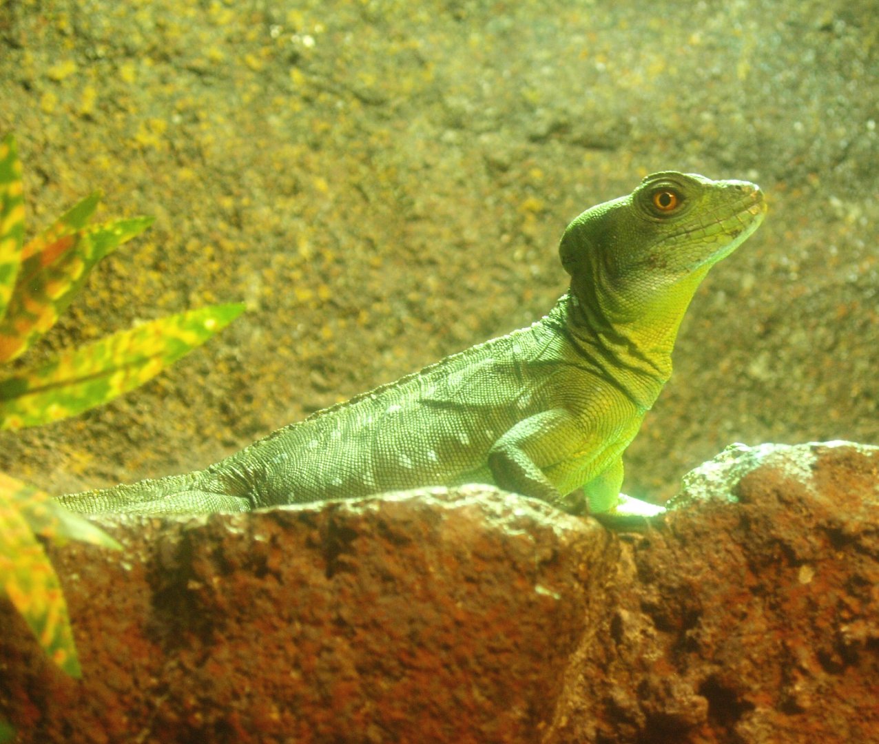 Green basilisk (Basiliscus plumifrons), 2017-02-06