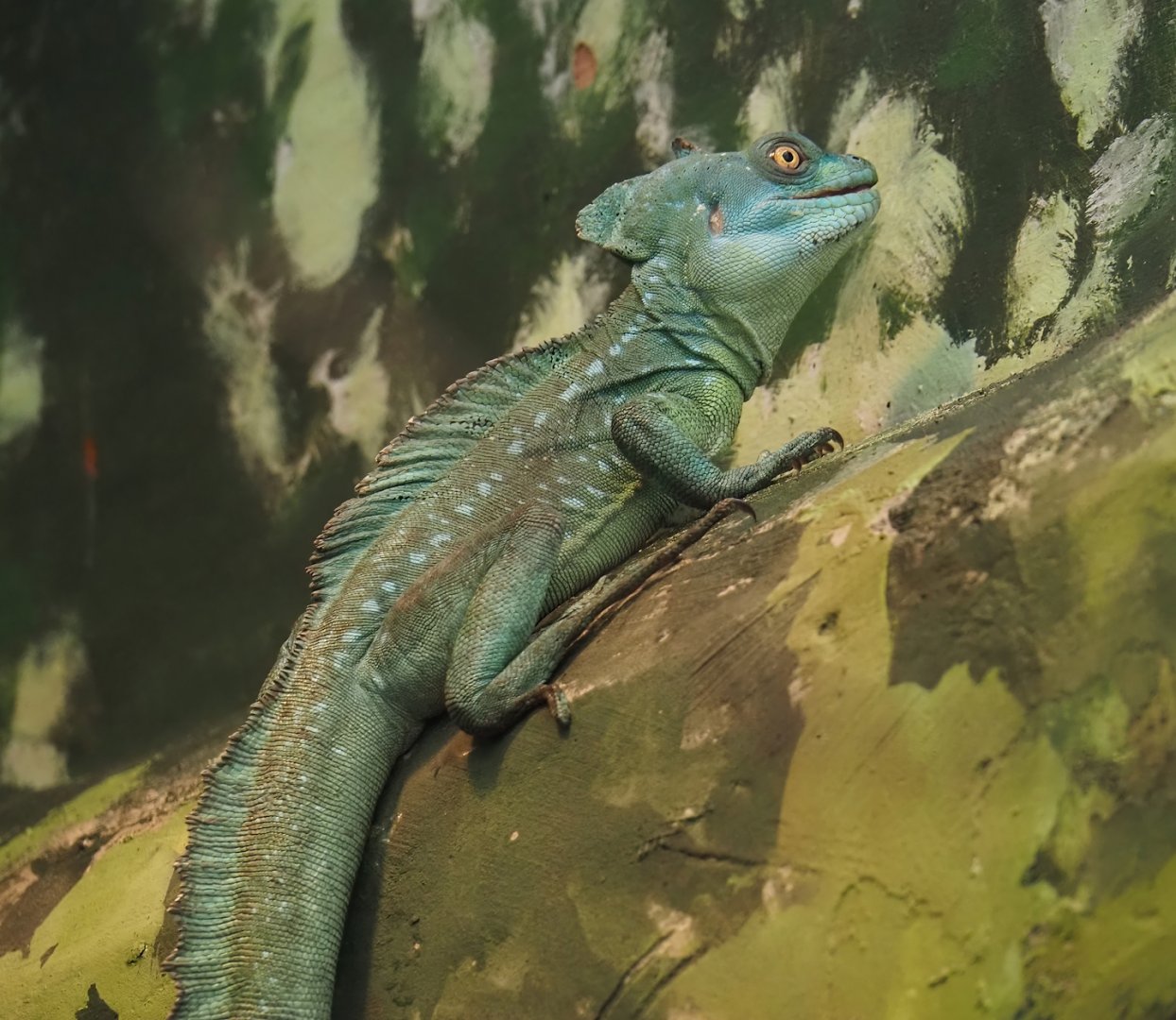Green basilisk (Basiliscus plumifrons), 2024-06-30