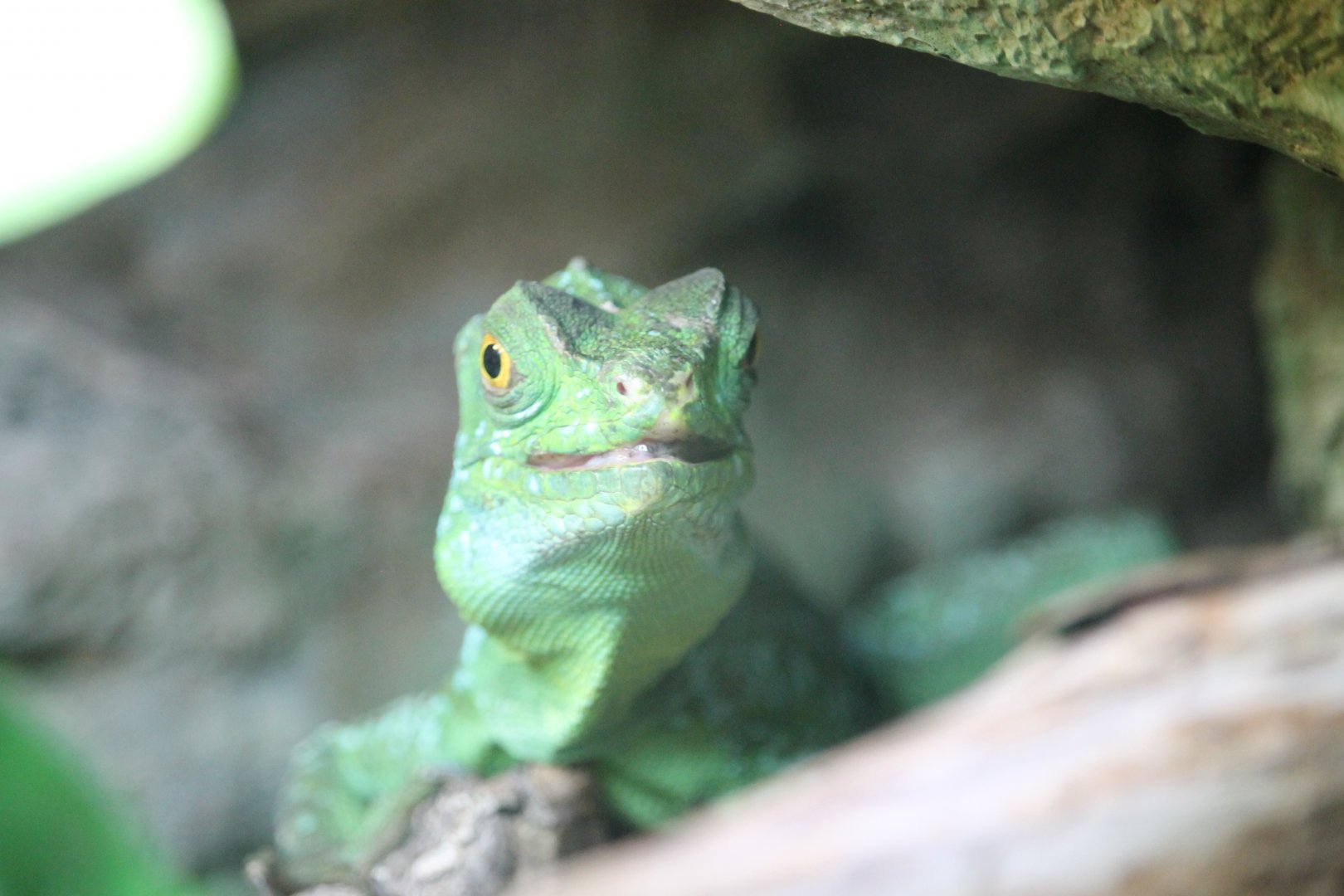 Green basilisk (Basiliscus plumifrons)