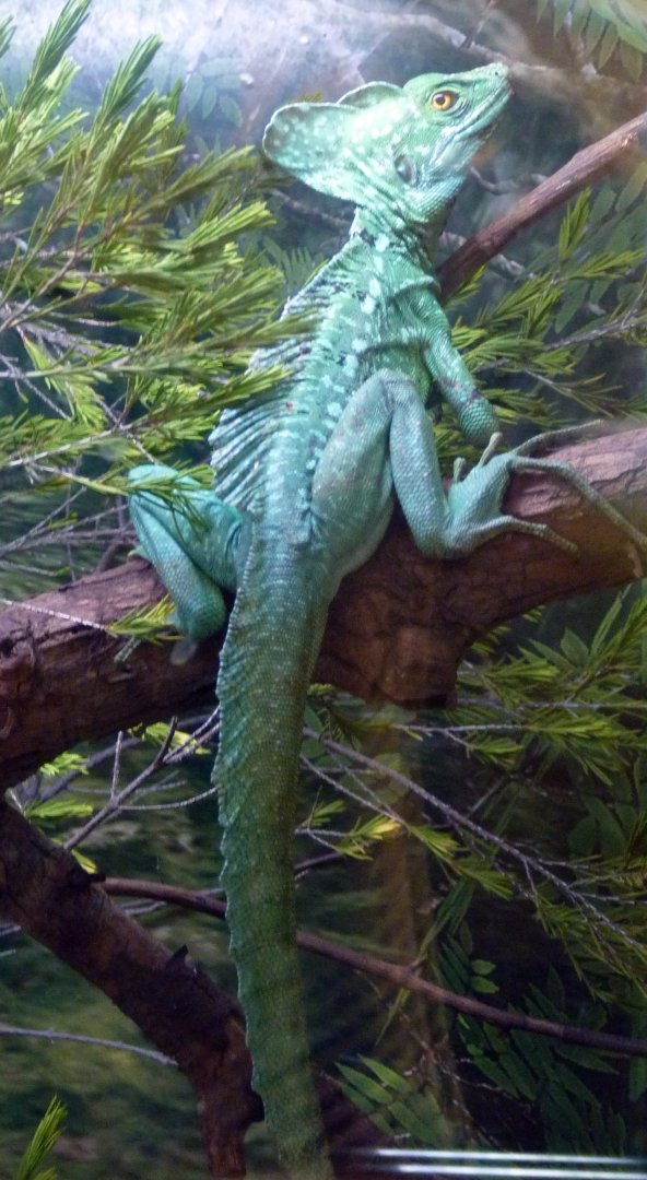 Green basilisk (Basiliscus plumifrons)