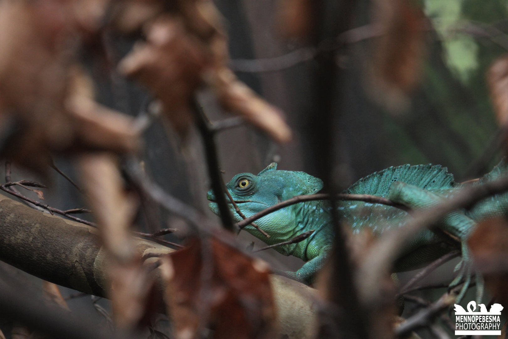 Green basilisk (Basiliscus plumifrons)