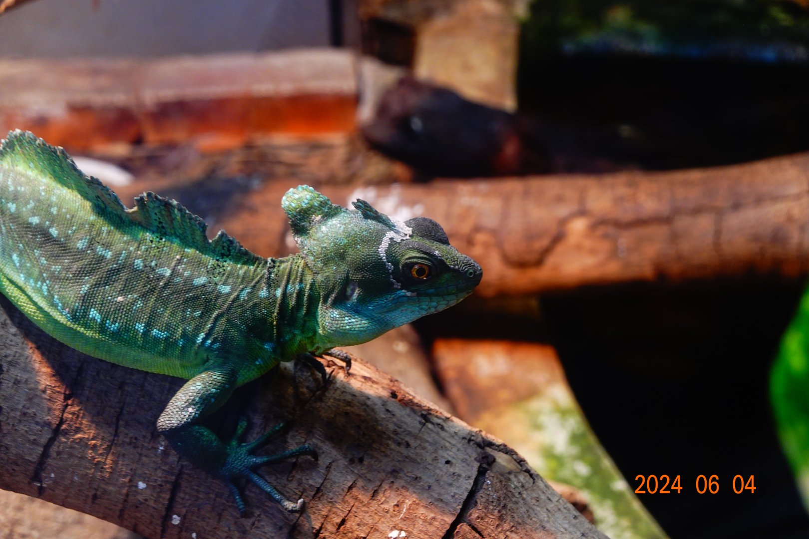 Green Basilisk (Basiliscus plumifrons)