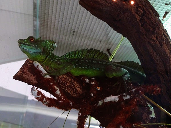 Green basilisk (Basiliscus plumifrons)