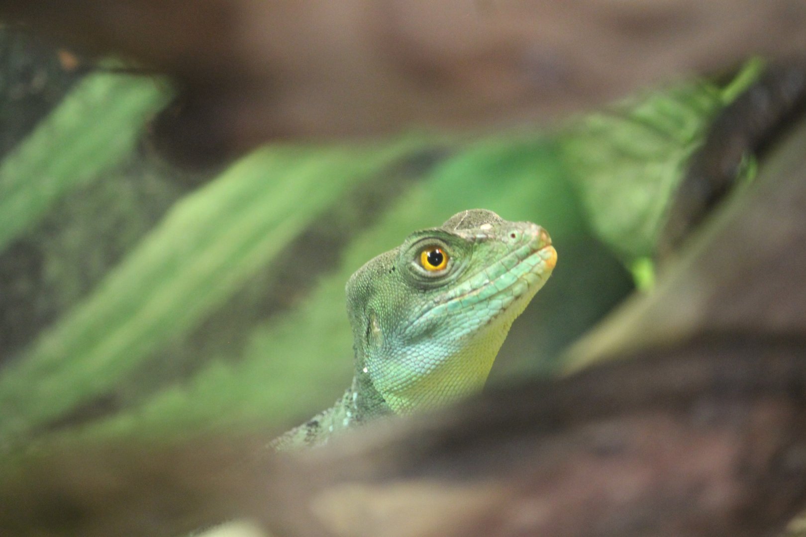 Green basilisk (Basiliscus plumifrons)