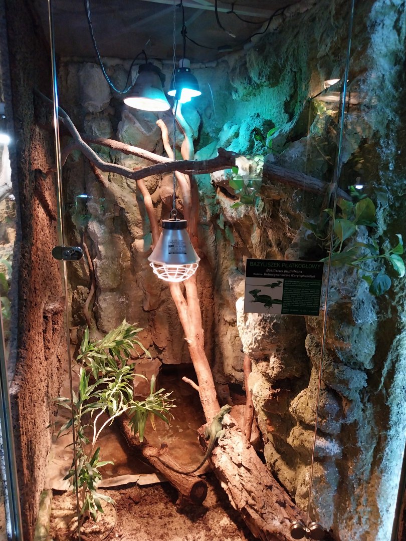 Green Basilisk (Basiliscus plumifrons)