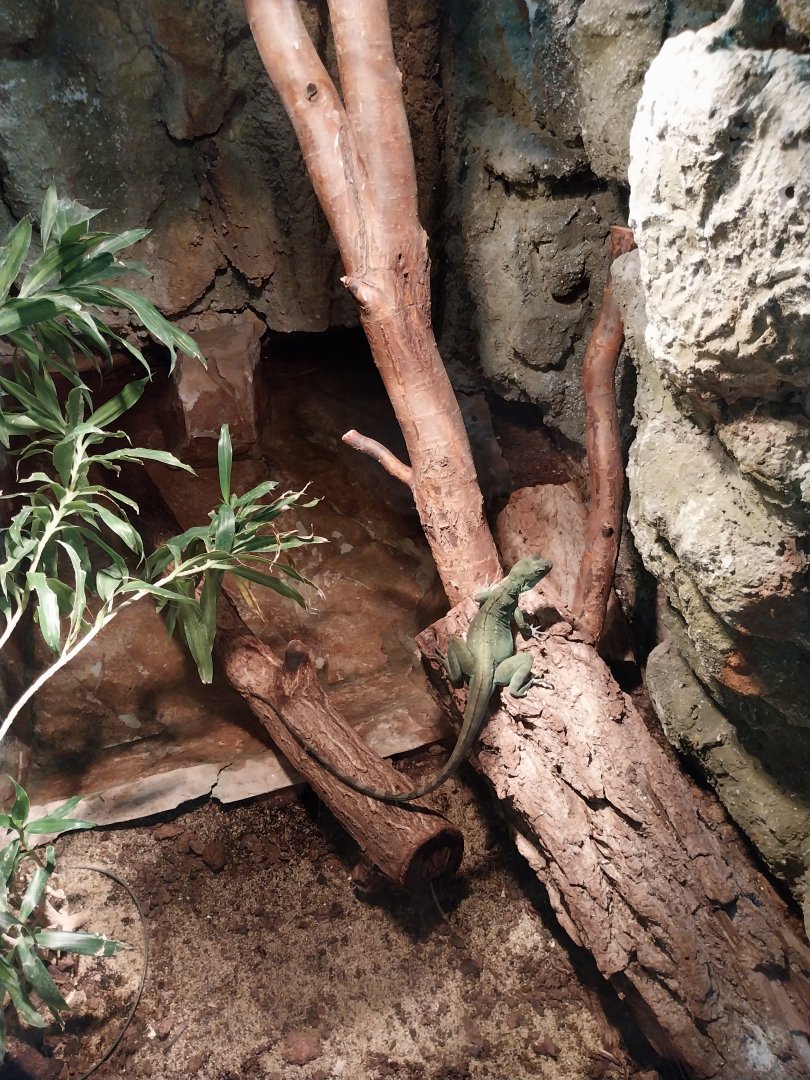 Green Basilisk (Basiliscus plumifrons)