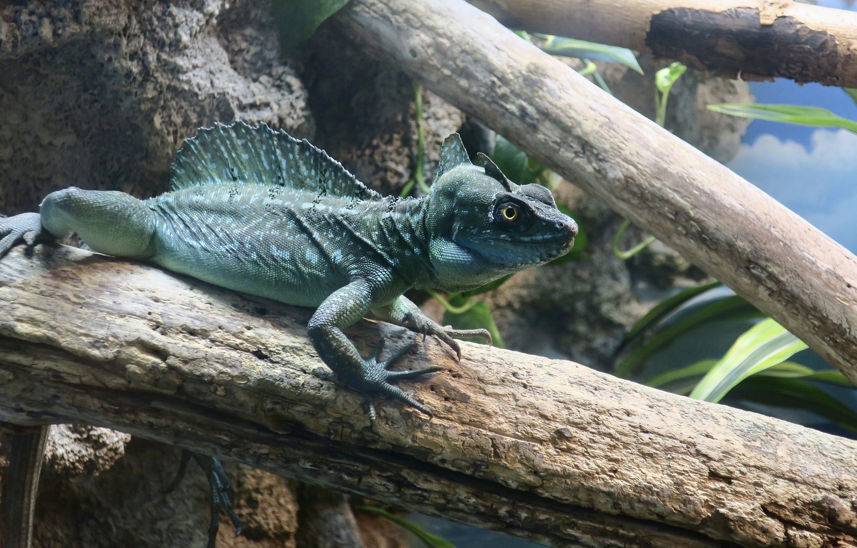 Green Basilisk (Basiliscus plumifrons)