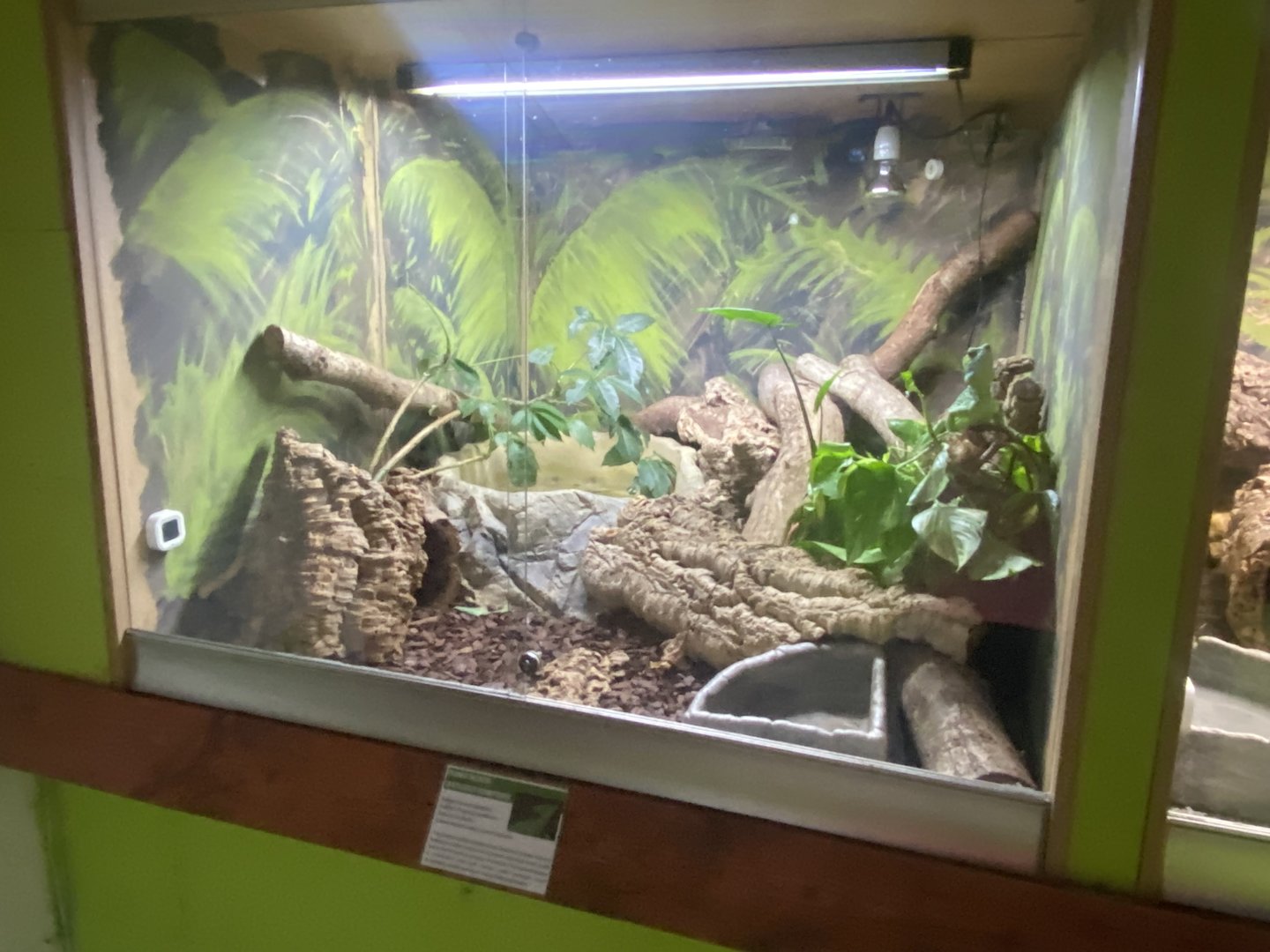 Green basilisk exhibit - IOW Reptilarium 150923