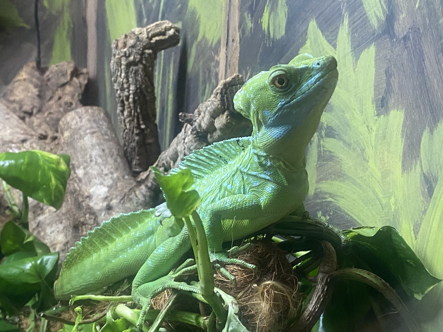 Green basilisk - IOW Reptilarium 150923