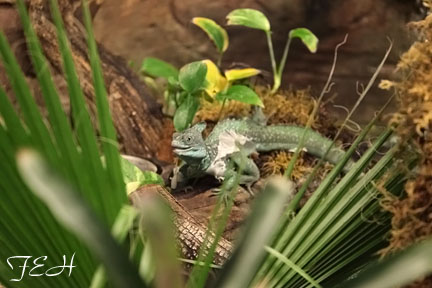 green basilisk lizard