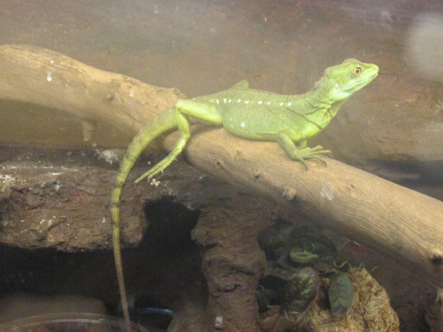 green basilisk lizard