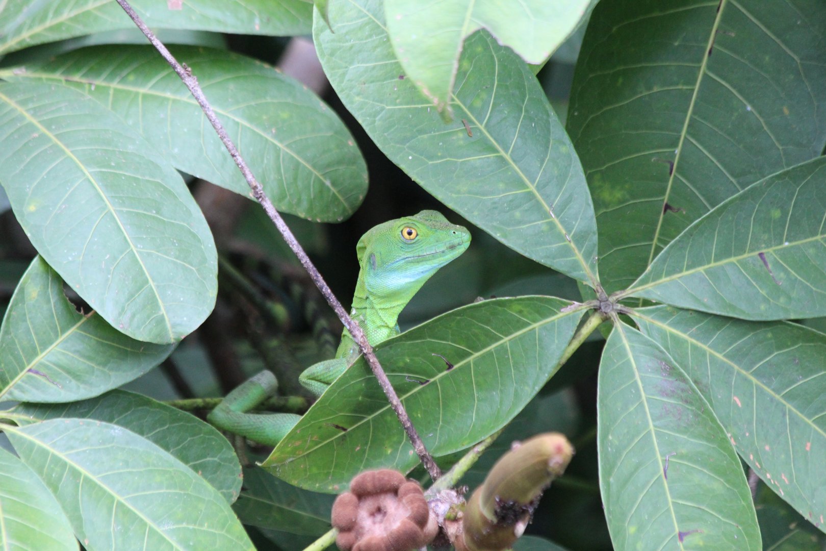 Green Basilisk - Mar 2019