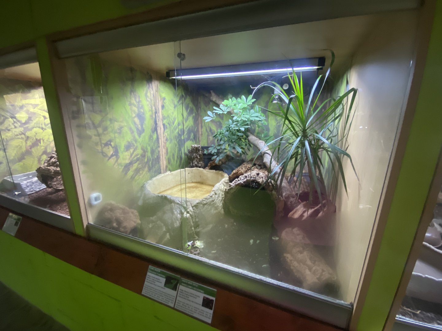 Green basilisk/Neotropical painted wood turtle exhibit - IOW Reptilarium 150923