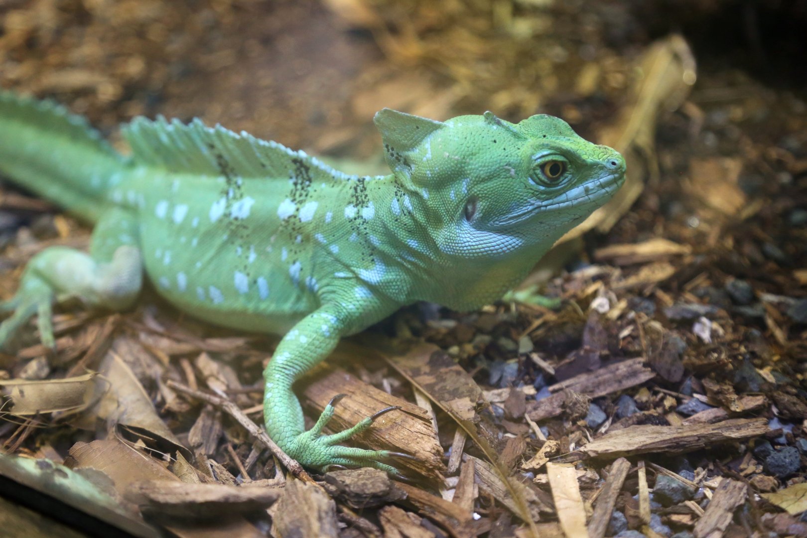 Green Basilisk, September 2018