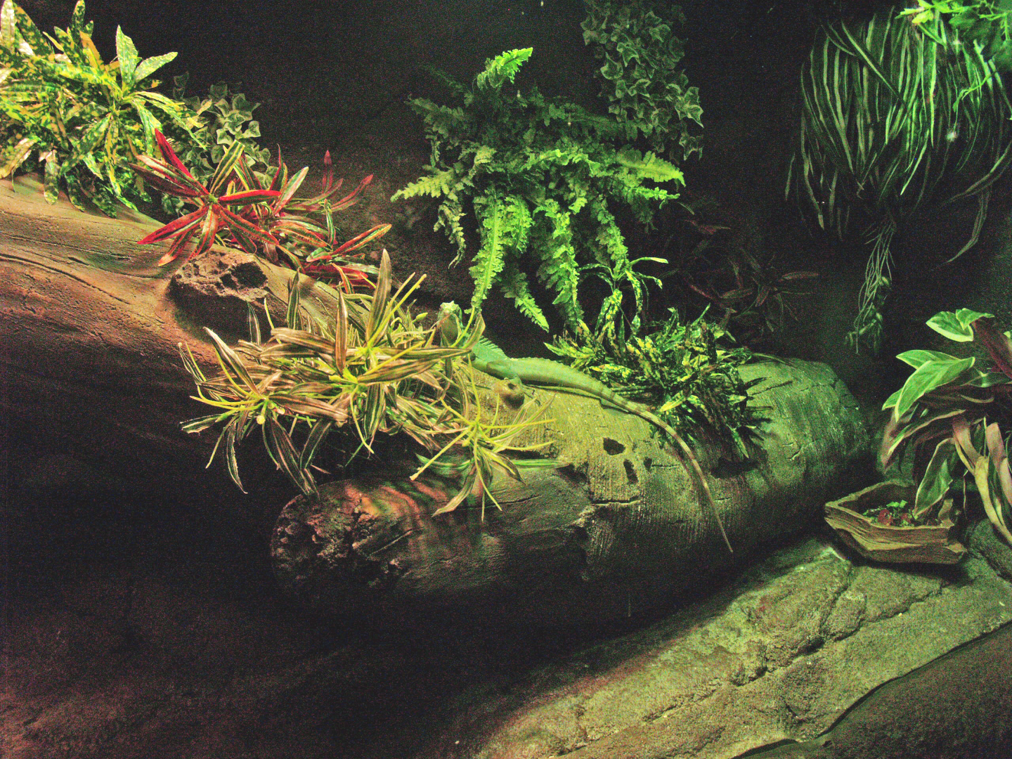 Green basilisk terrarium, 2009-04-14